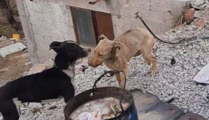 Rescatan a 19 perritos que sufrían maltrato animal en Coacalco