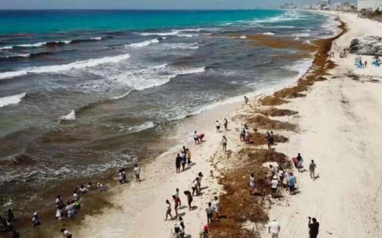 Invade sargazo playas de Cancun
