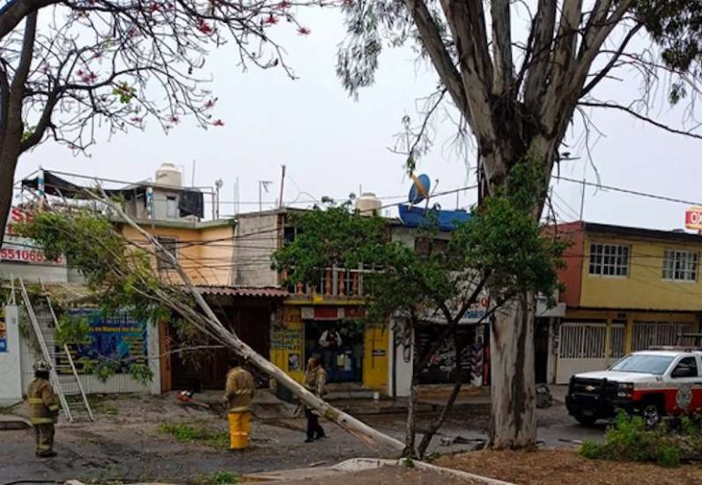 Reportan árbol caído en calles de Coacalco