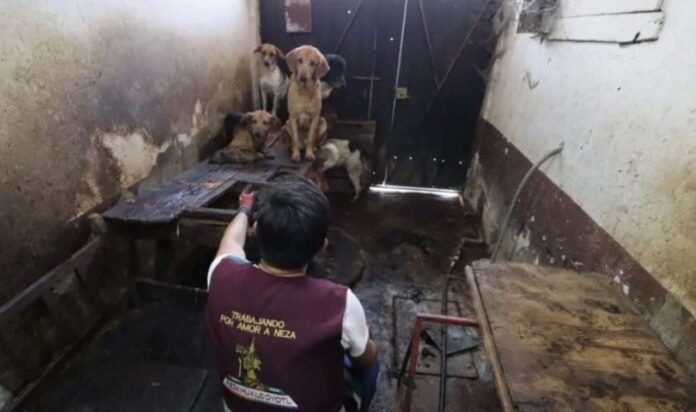 Así fueron encontrados más de 100 perros en una casa de Nezahualcóyotl