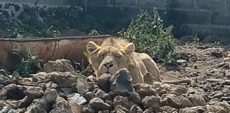 Buscaban a persona desparecida en Chalco y encontraron un león