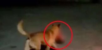 Captan a un perro cargando una cabeza humana en su hocico