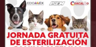 Coacalco realizara jornada de esterilización en perros y gatos