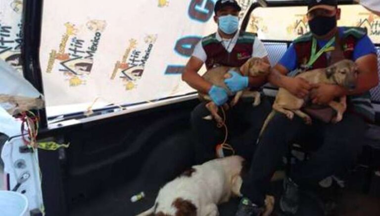 Piden adoptar a perros rescatados de sujeto que los criaba para vender su carne