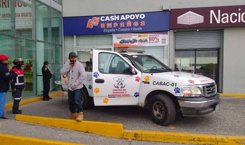Rescatan a lechuza en plaza Comercial de Coacalco