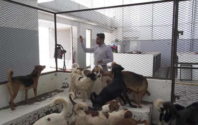 Buscan nuevo hogar para los 84 perritos rescatados de una vivienda en Neza
