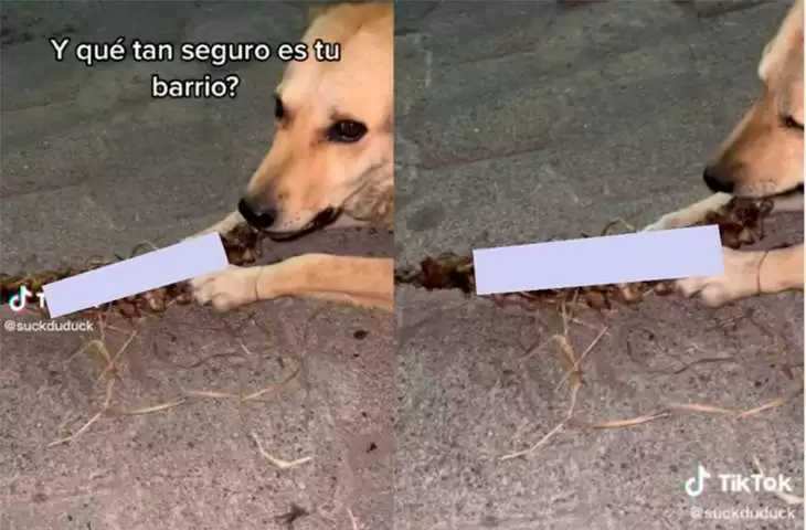 Captan a un perro masticando una supuesta columna vertebral en Ecatepec