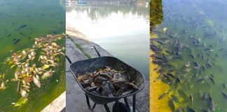 Denuncian muerte de peces en Lago de Chapultepec