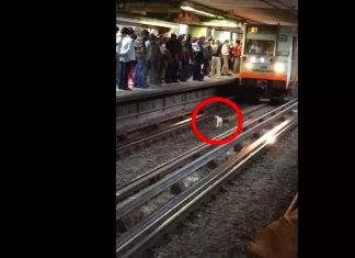 Perrito corre para no ser arrollado por convoy del Metro en Línea B