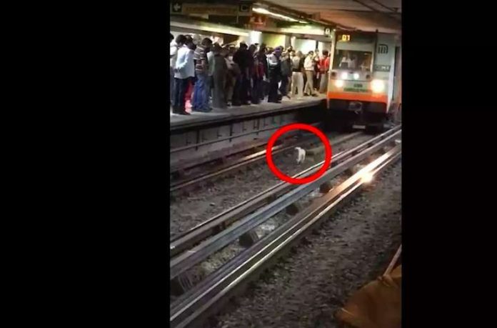 Perrito corre para no ser arrollado por convoy del Metro en Línea B
