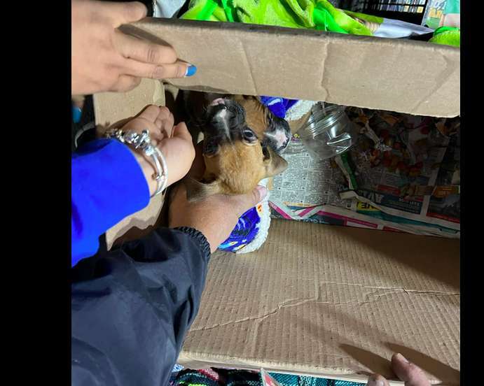 Rescatan 11 caninos ante operativo en bazares de Coacalco 1