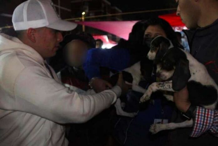 Rescatan 11 caninos ante operativo en bazares de Coacalco 3