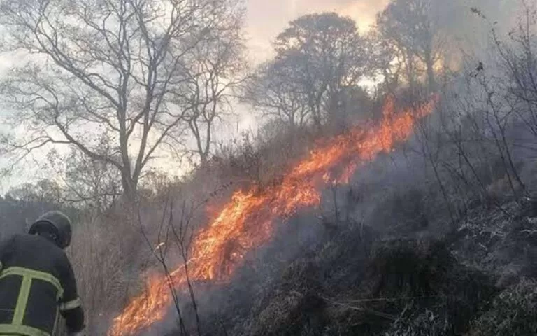 Los incendios forestales en Naucalpan son provocados