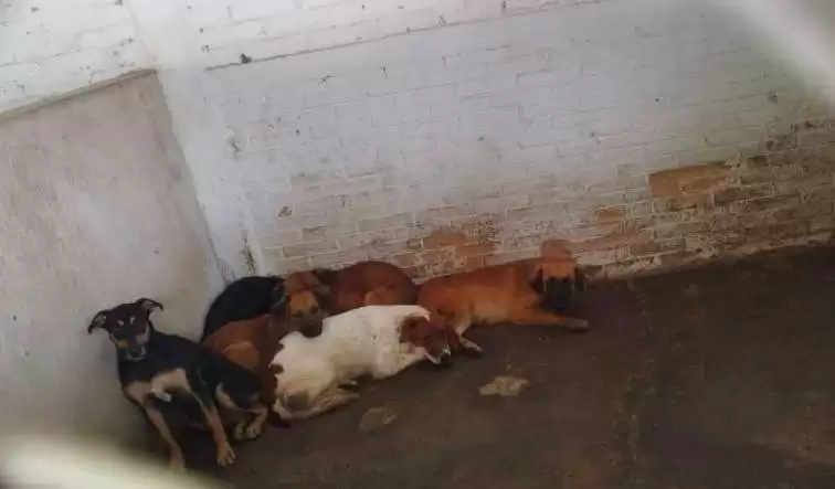 Denuncian maltrato animal e irregularidades en centro canino de Naucalpan