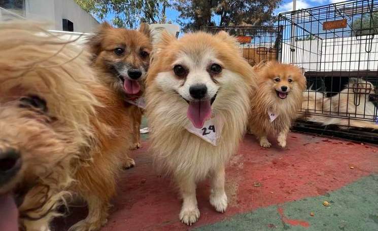 Rescatan a 31 perros de un criadero clandestino en Ecatepec