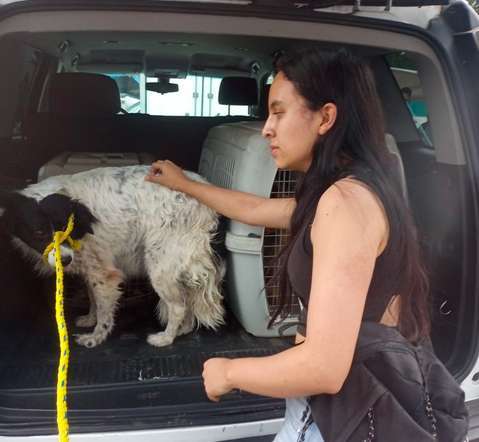 Rescatan a 13 perros en Naucalpan de un predio invadido 1