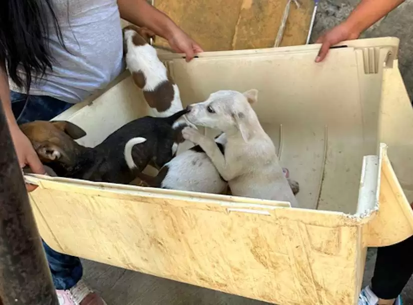 Rescatan a 13 perros en Naucalpan de un predio invadido