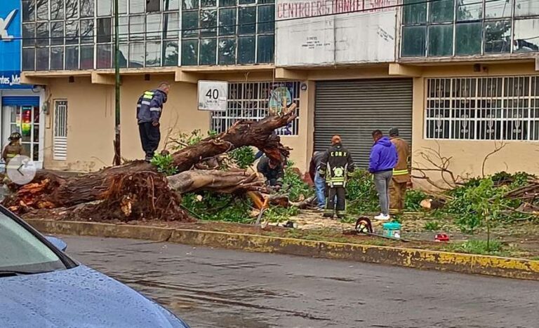 Fuerte lluvia provoca caída de árboles en Eje 8